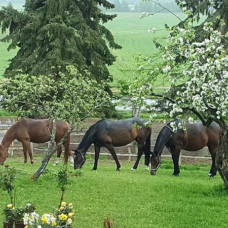 Siirilaen Tila Летний дом