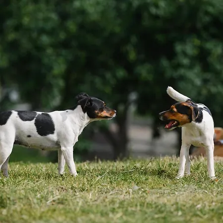 Siirilaen Tila Летний дом