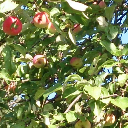 Летний дом Siirilaen Tila Сейняйоки